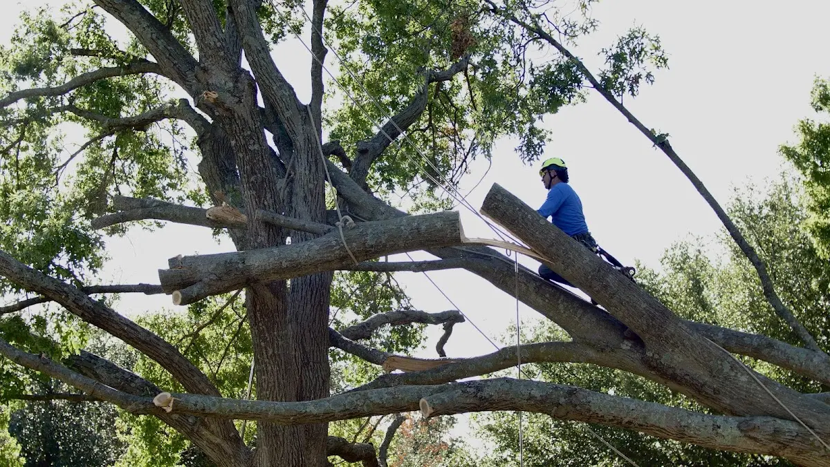 Professional Crown Thinning performed by certified arborists in Weott